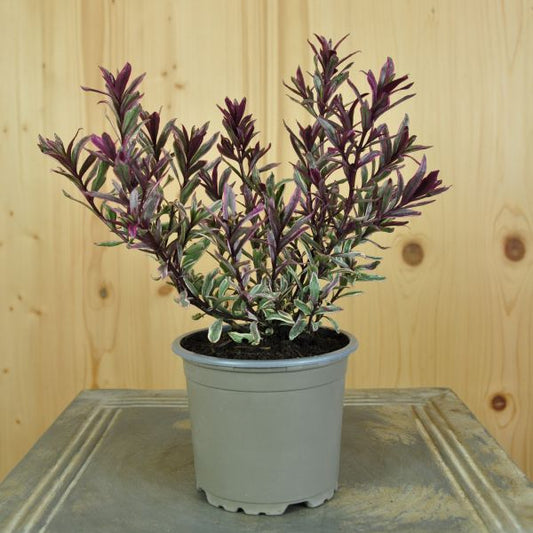 Strauchveronika Magic Summer – Rote Akzente für Terrasse und Beet