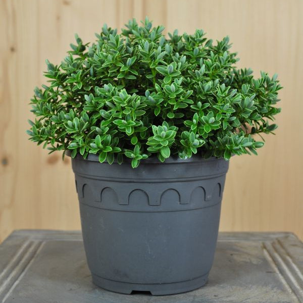 Strauchveronika - Hebe gracilima Silver