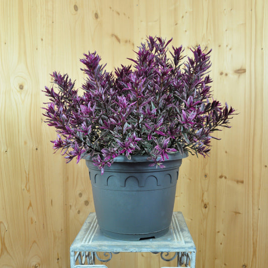 Die Strauchveronika mit rot-violettem Austrieb - Hebe Magic Summer