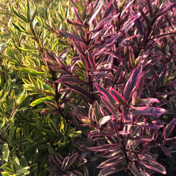Strauchveronika Magic Summer – Rote Akzente für Terrasse und Beet