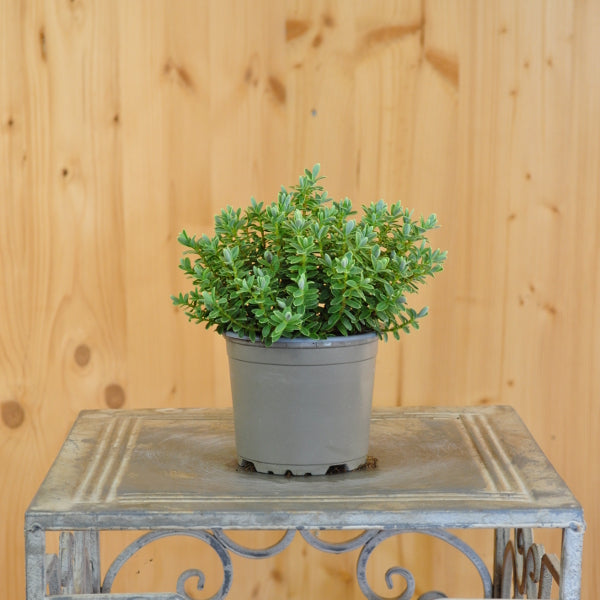 Strauchveronika Hebe gracillima Silver – Saisonpflanze für Beete und Gefässe