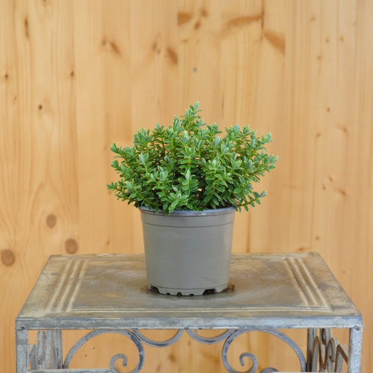 Strauchveronika - Hebe gracillima Silver