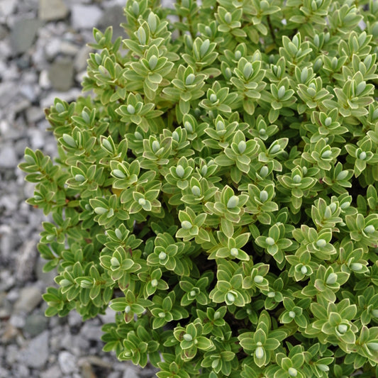 Strauchveronika Silver – silberfarbige Saisonpflanze für sonnige Standorte