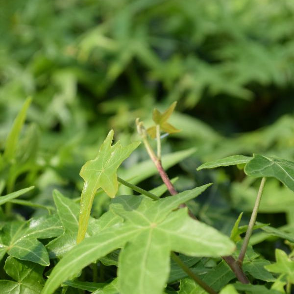 Efeu Hedera helix Mix Grün – vielseitige, winterharte Staude aus Schweizer Produktion