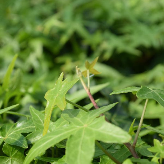 Efeu Hedera helix Mix Grün – vielseitige, winterharte Staude aus Schweizer Produktion