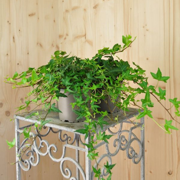Efeu Hedera helix Mix Grün – vielseitige, winterharte Staude aus Schweizer Produktion