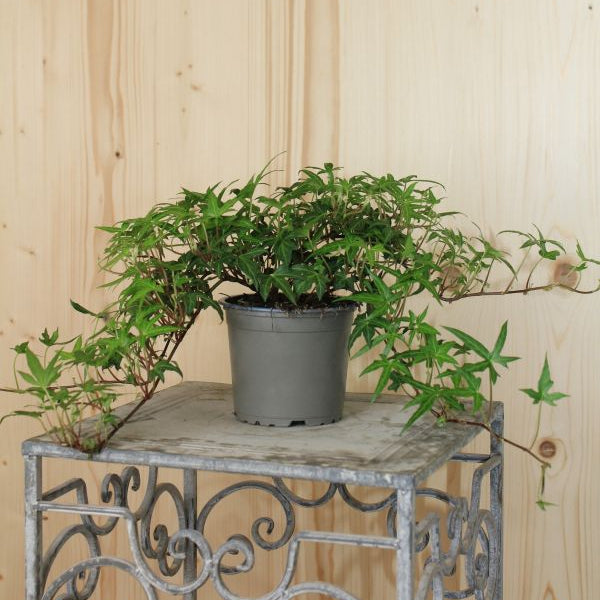 Efeu Hedera helix Mix Grün – vielseitige, winterharte Staude aus Schweizer Produktion