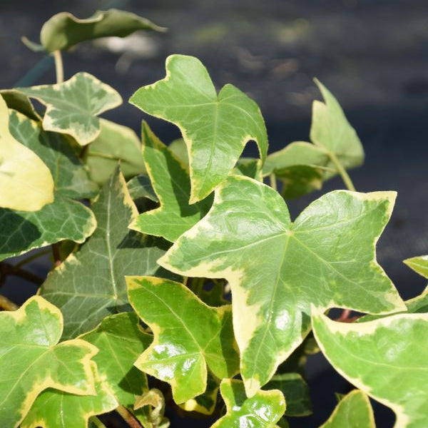 Efeu - Hedera helix Mix Panaschiert