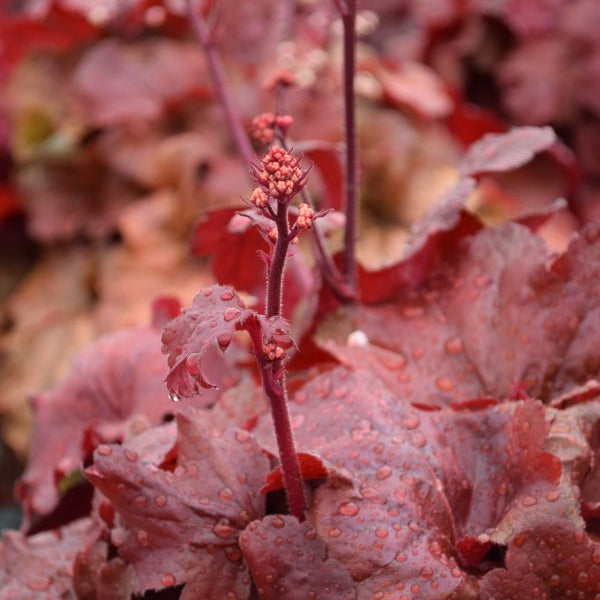 Heuchera Fire Alarm – robustes Purpurglöckchen mit leuchtend roten Blättern aus Schweizer Produktion