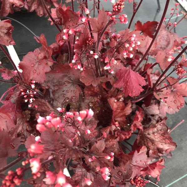 Ein herbstblühendes Purpurglöckchen - Heuchera Fire Chief