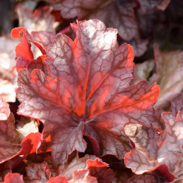 Purpurglöckchen Frosted Flame – robuste Staude mit orangefarbenem Blatt für halbschattige Standorte