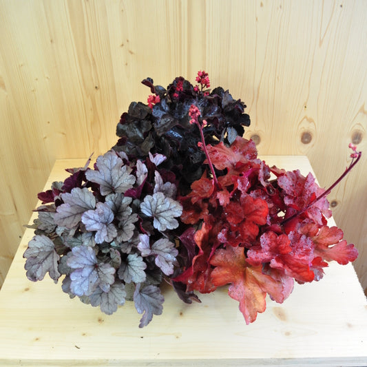 Ein herbstblühendes Purpurglöckchen - Heuchera Mix