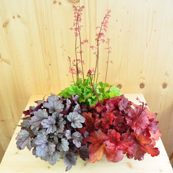 Ein herbstblühendes Purpurglöckchen - Heuchera Mix