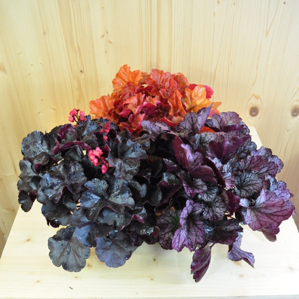 Ein herbstblühendes Purpurglöckchen - Heuchera Mix