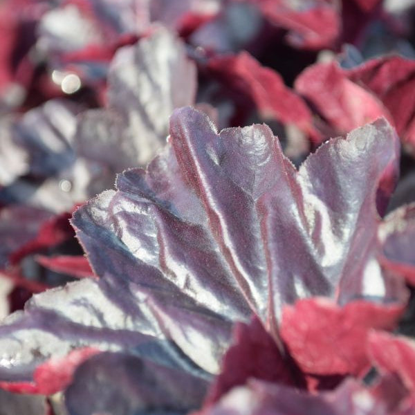 Ein herbstblühendes Purpurglöckchen - Heuchera Obsidian