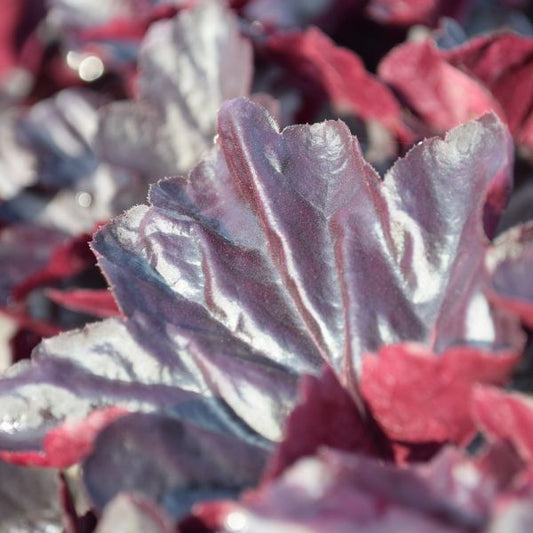 Ein herbstblühendes Purpurglöckchen - Heuchera Obsidian