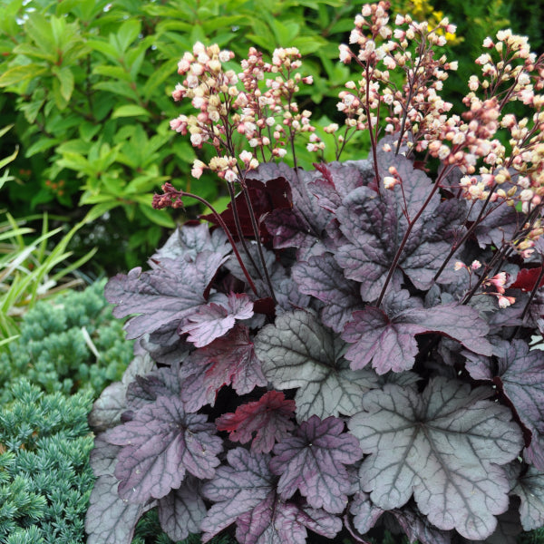 Ein herbstblühendes Purpurglöckchen - Heuchera x brizoides 'Shanghai'