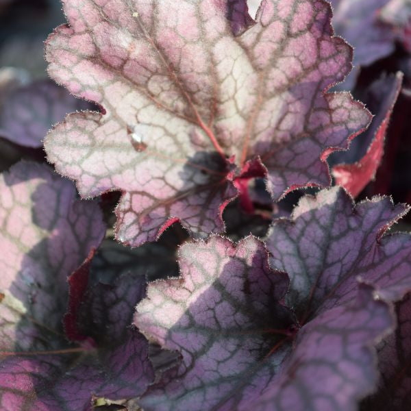 Ein herbstblühendes Purpurglöckchen - Heuchera Silver Lord