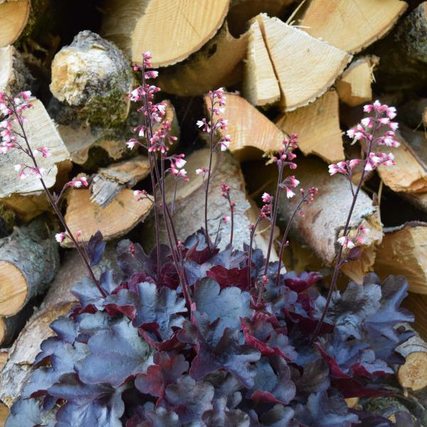 Heuchera Starry Night – Purpurglöckchen mit violetten Blättern, winterhart aus Schweizer Produktion