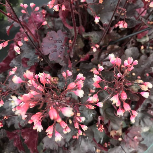 Ein herbstblühendes Purpurglöckchen - Heuchera Starry Night