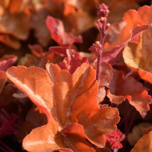 Heuchera Timeless Orange – Purpurglöckchen als blühende Blattschmuckstaude in kräftigem Orange