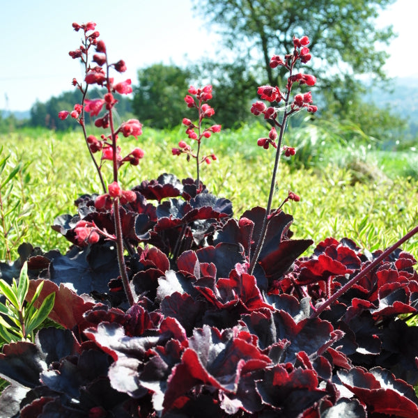 Purpurglöckchen Black Forest Cake – wertvolle Blattschmuckstaude aus Schweizer Produktion