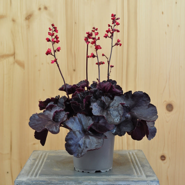 Heuchera Black Forest Cake – Purpurglöckchen in violett für Rabatten und Pflanzschalen
