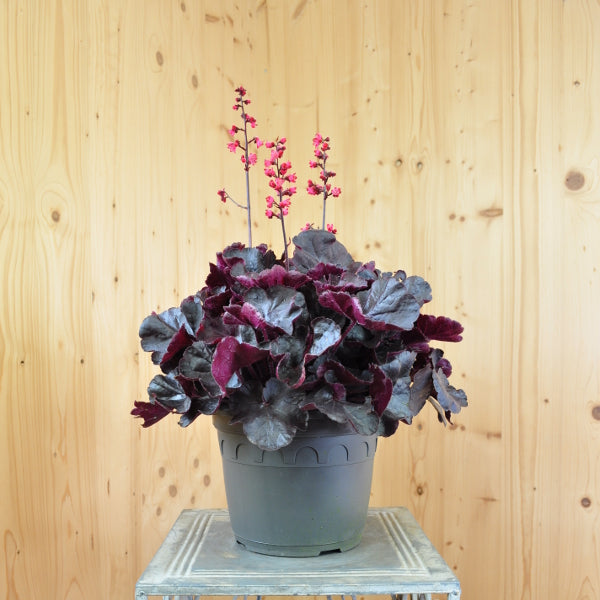 Purpurglöckchen Black Forest Cake – wertvolle Blattschmuckstaude aus Schweizer Produktion