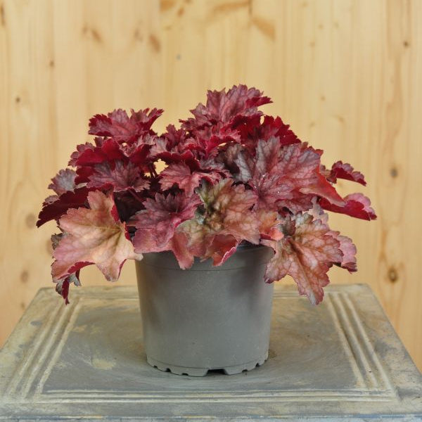 Ein herbstblühendes Purpurglöckchen - Heuchera Cinnamon Glaze