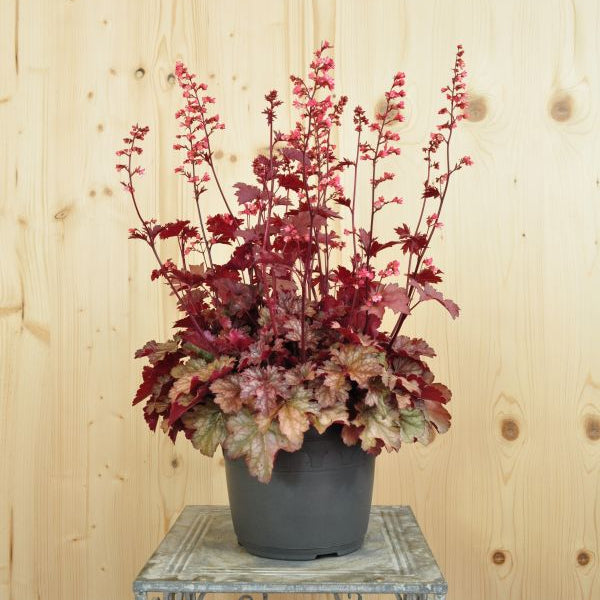 Heuchera Cinnamon Glaze – Purpurglöckchen für halbschattige Standorte, winterhart