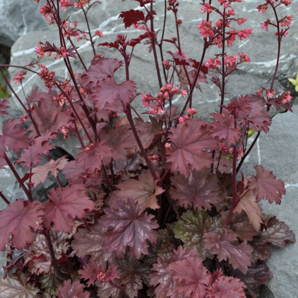 Ein herbstblühendes Purpurglöckchen - Heuchera Cinnamon Glaze
