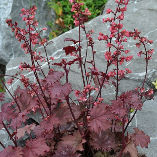 Ein herbstblühendes Purpurglöckchen - Heuchera Cinnamon Glaze