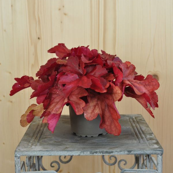Ein herbstblühendes Purpurglöckchen - Heuchera Fire Alarm