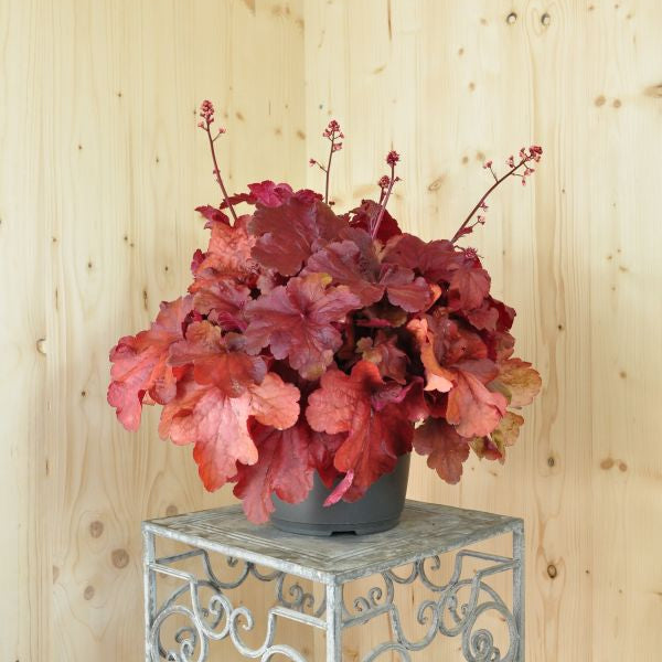 Heuchera Fire Alarm – robustes Purpurglöckchen mit leuchtend roten Blättern aus Schweizer Produktion