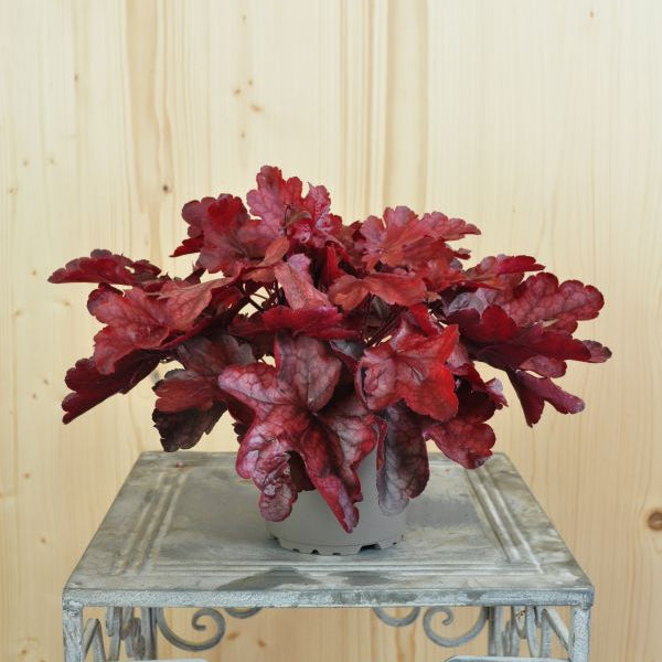 Ein herbstblühendes Purpurglöckchen - Heuchera Fire Chief