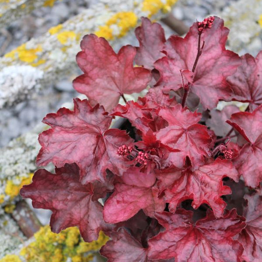 Ein herbstblühendes Purpurglöckchen - Heuchera Fire Chief