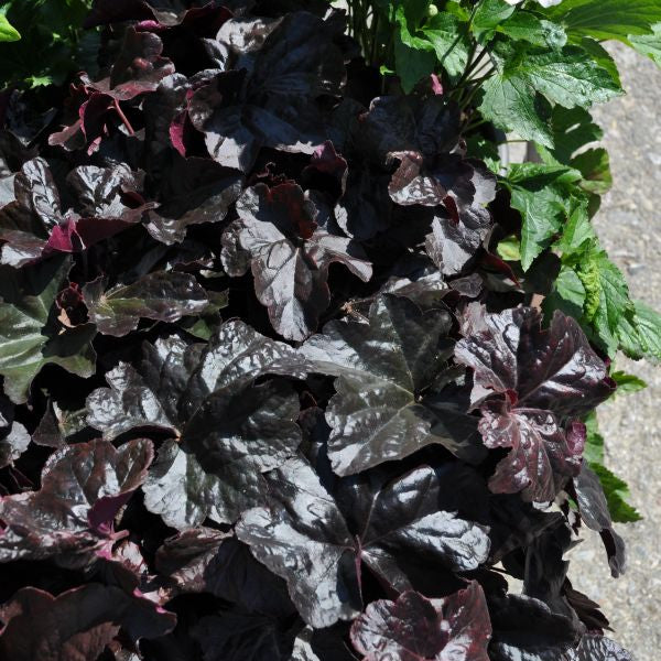 Ein herbstblühendes Purpurglöckchen - Heuchera Obsidian