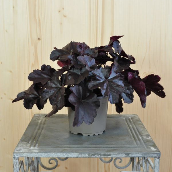 Ein herbstblühendes Purpurglöckchen - Heuchera Obsidian