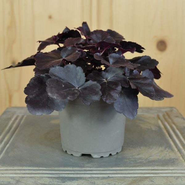 Ein herbstblühendes Purpurglöckchen - Heuchera Obsidian