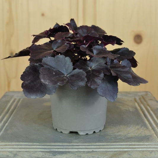 Ein herbstblühendes Purpurglöckchen - Heuchera Obsidian