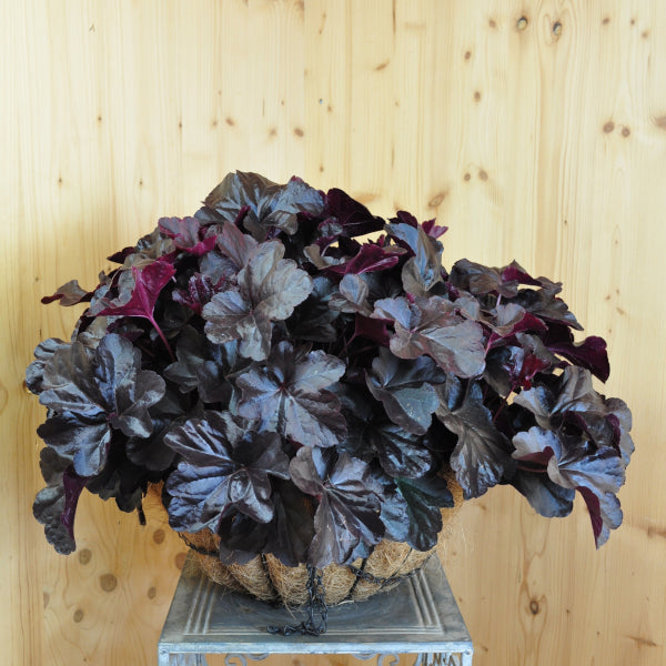 Violette Purpurglöckchen-Ampel Obsidian – herbstliche Farbenpracht, winterhart