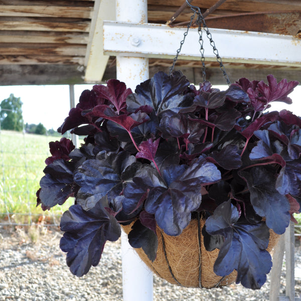 Violette Purpurglöckchen-Ampel Obsidian – herbstliche Farbenpracht, winterhart