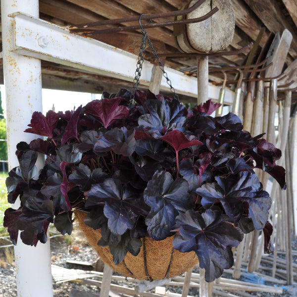 Violette Purpurglöckchen-Ampel Obsidian – herbstliche Farbenpracht, winterhart