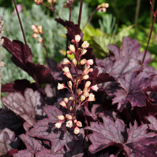 Ein herbstblühendes Purpurglöckchen - Heuchera x brizoides 'Shanghai'