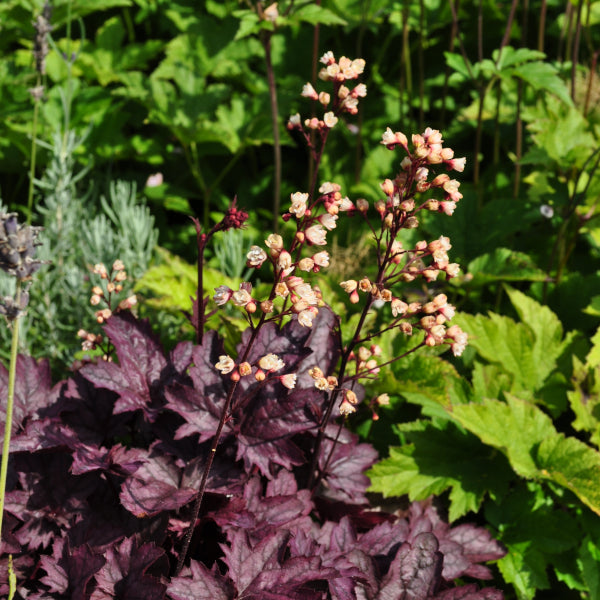 Ein herbstblühendes Purpurglöckchen - Heuchera x brizoides 'Shanghai'