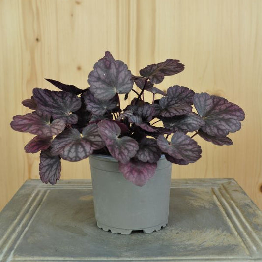 Ein herbstblühendes Purpurglöckchen - Heuchera Silver Lord
