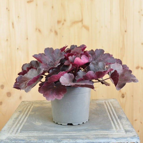 Heuchera Starry Night – Purpurglöckchen mit violetten Blättern, winterhart aus Schweizer Produktion