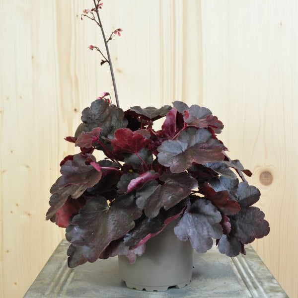Heuchera Starry Night – Purpurglöckchen mit violetten Blättern, winterhart aus Schweizer Produktion