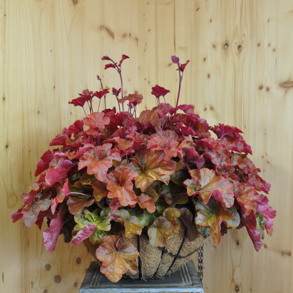 Purpurglöckchen Timeless Orange – farbenfrohe herbstliche Hänge-Ampel aus Schweizer Produktion