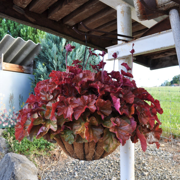 Purpurglöckchen Timeless Orange – farbenfrohe herbstliche Hänge-Ampel aus Schweizer Produktion